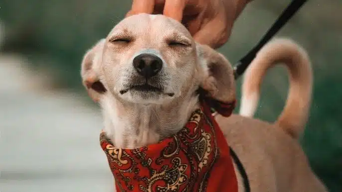 Agasalhos para Pets